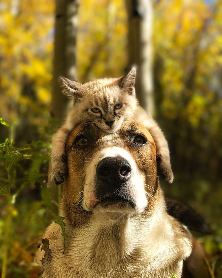 dog cat travelling