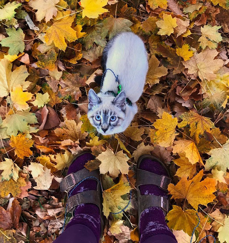dog cat travelling