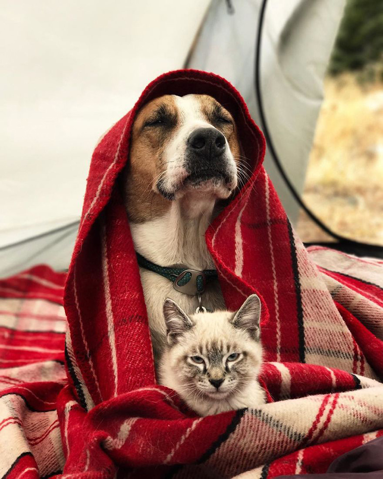 dog cat travelling