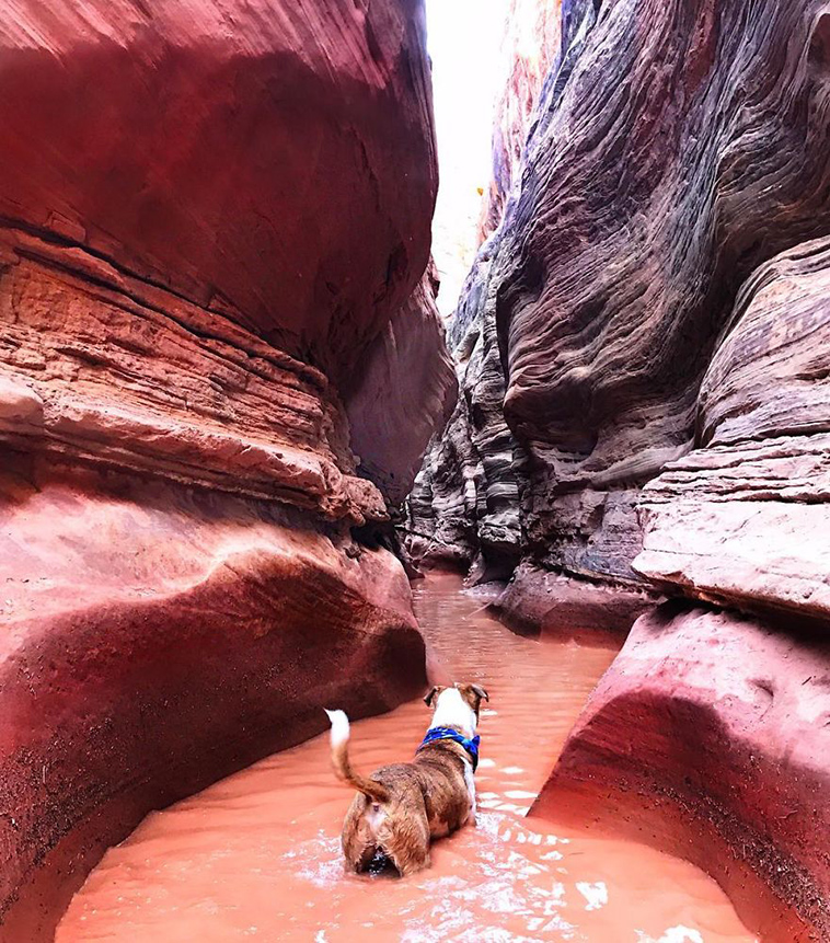 dog cat travelling
