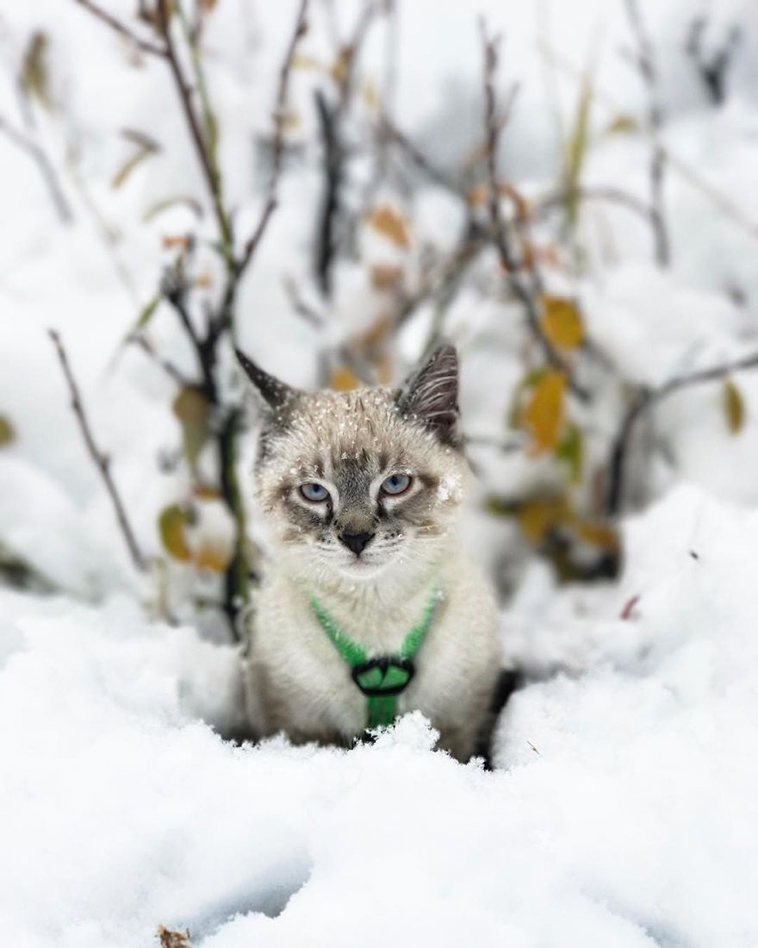 dog cat travelling