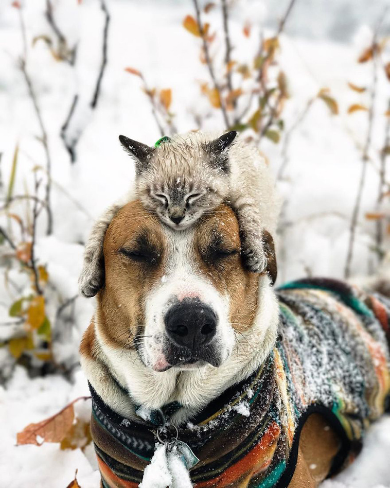 dog cat travelling