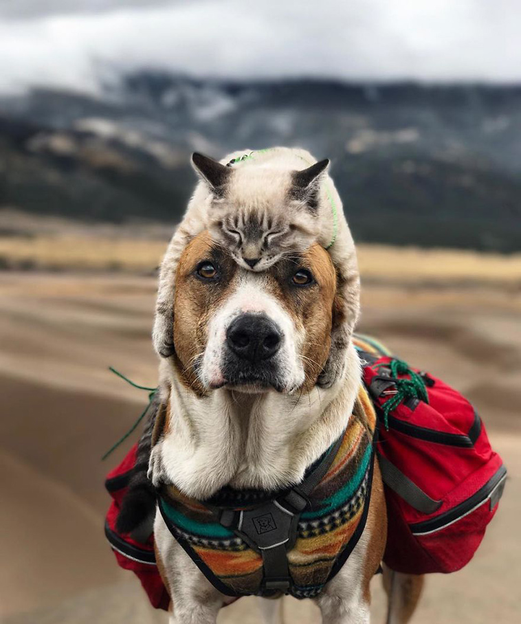 dog cat travelling