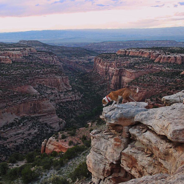 dog cat travelling