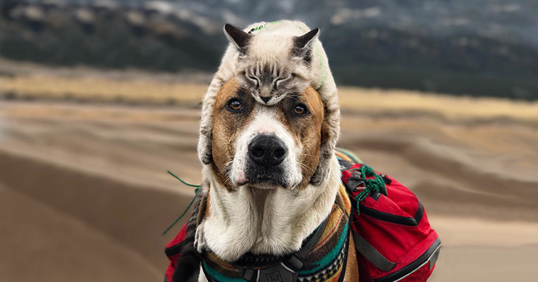 dog cat travelling
