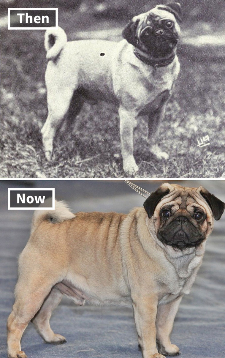 pugs 100 years ago
