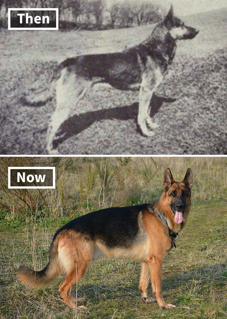German Shepherd 100 years ago