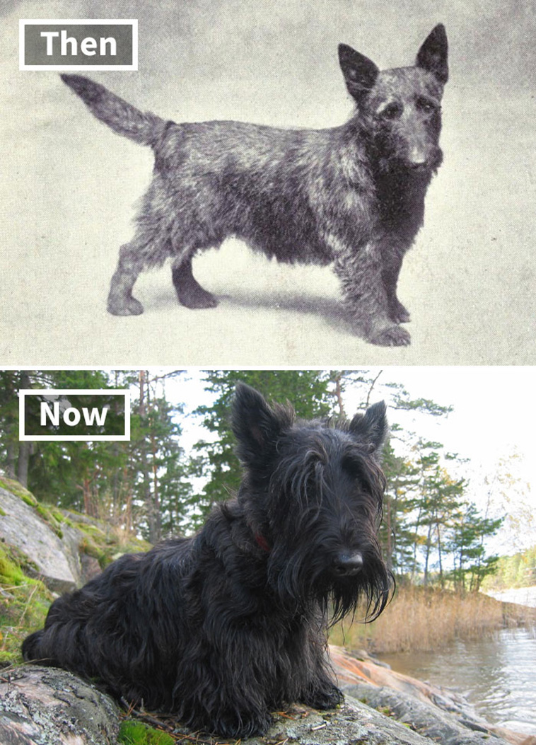 dog breeds 100 years ago