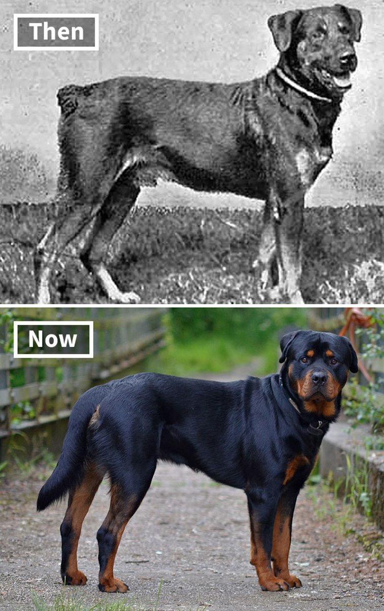 dog breeds 100 years ago