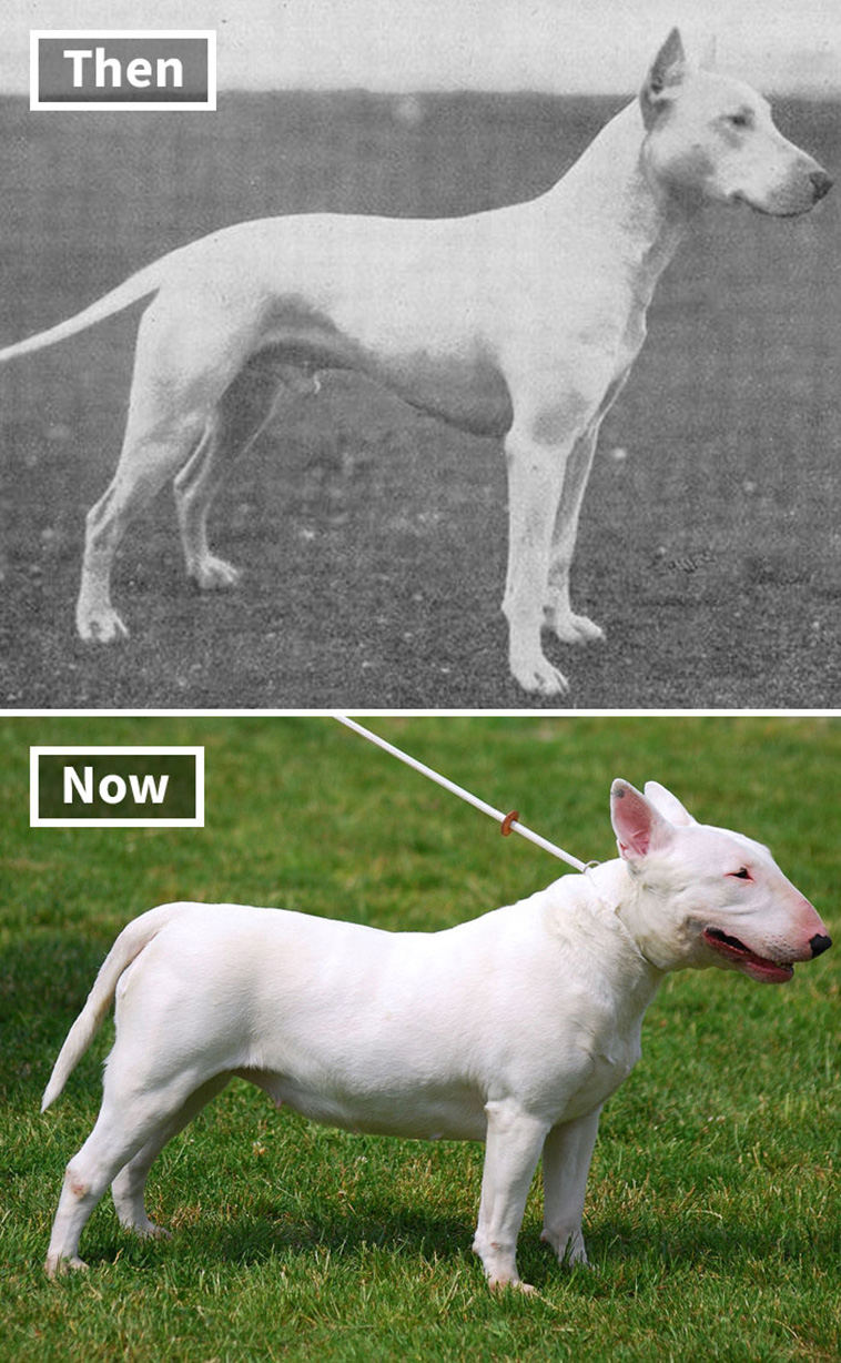 bull terrier 100 years ago