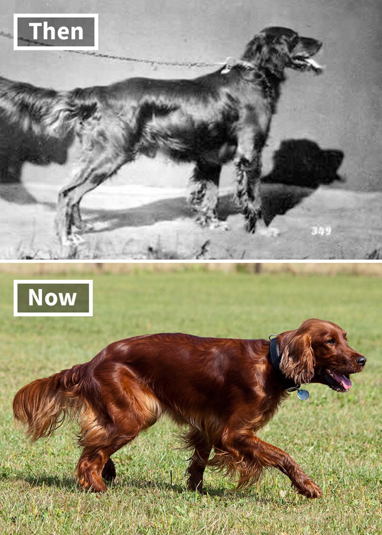 dogs 100 years ago