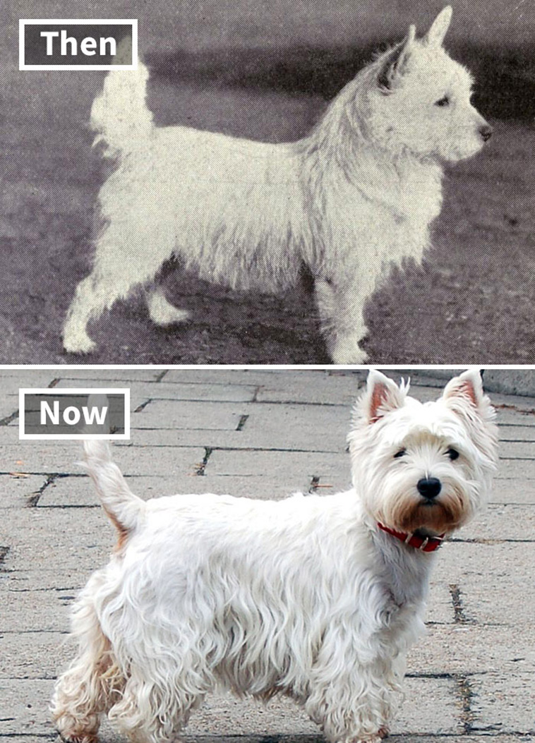 dogs 100 years ago