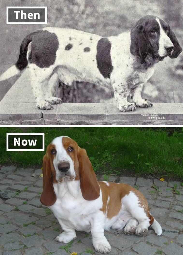 dog breeds then and now