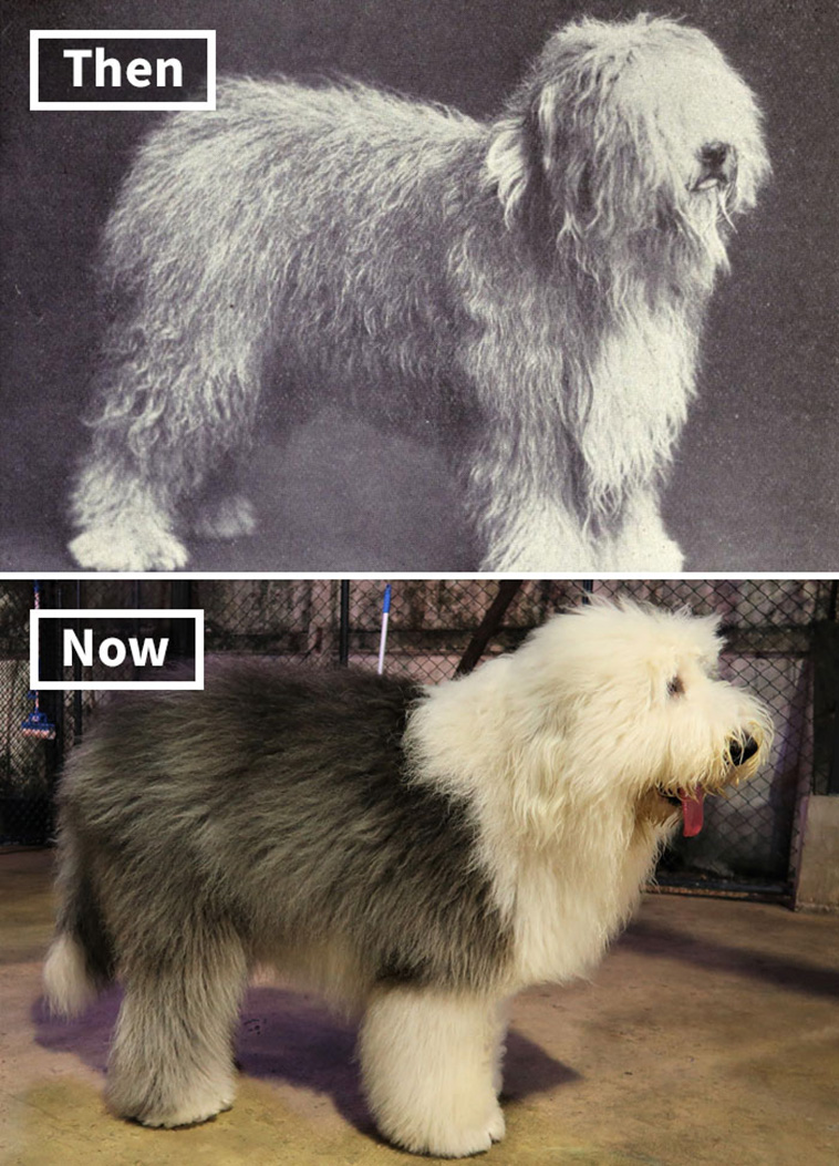 dog breeds 100 years ago