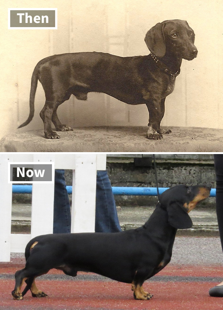 Dachshunds 100 years ago