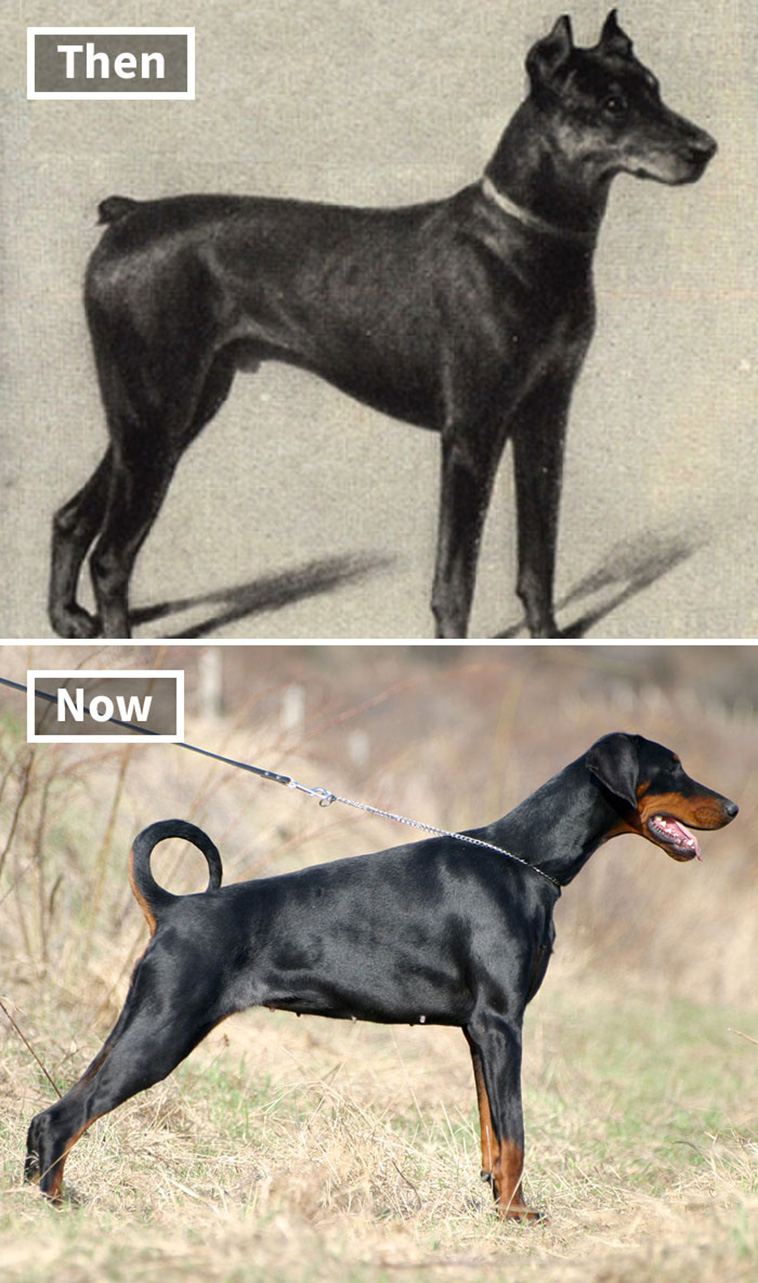 dog breeds 100 years ago