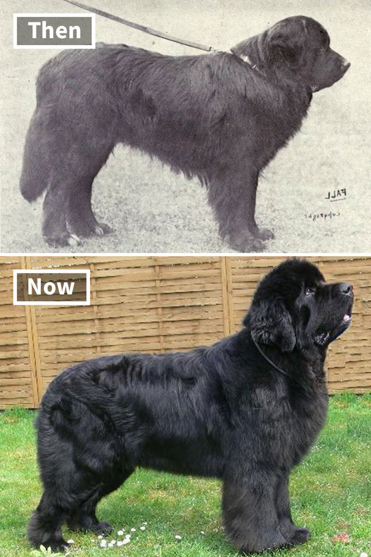 dog breeds 100 years ago
