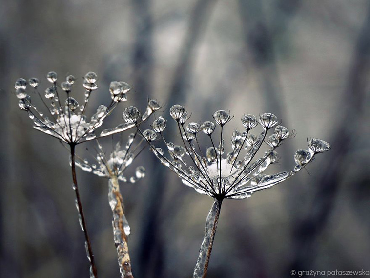 frozen ice art