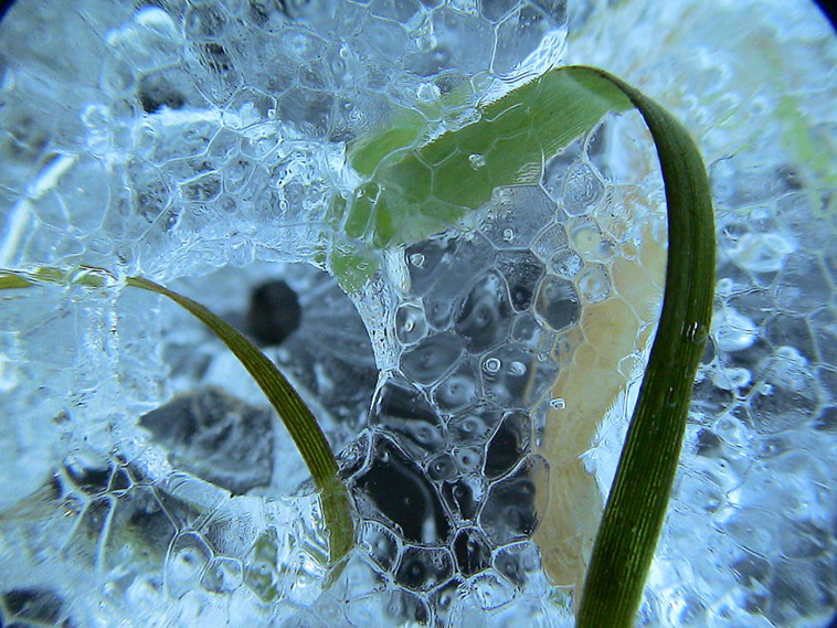 frozen ice art