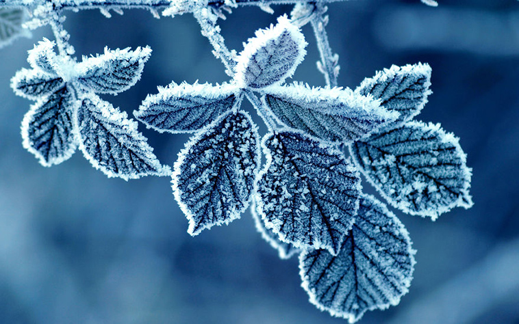 frozen ice art