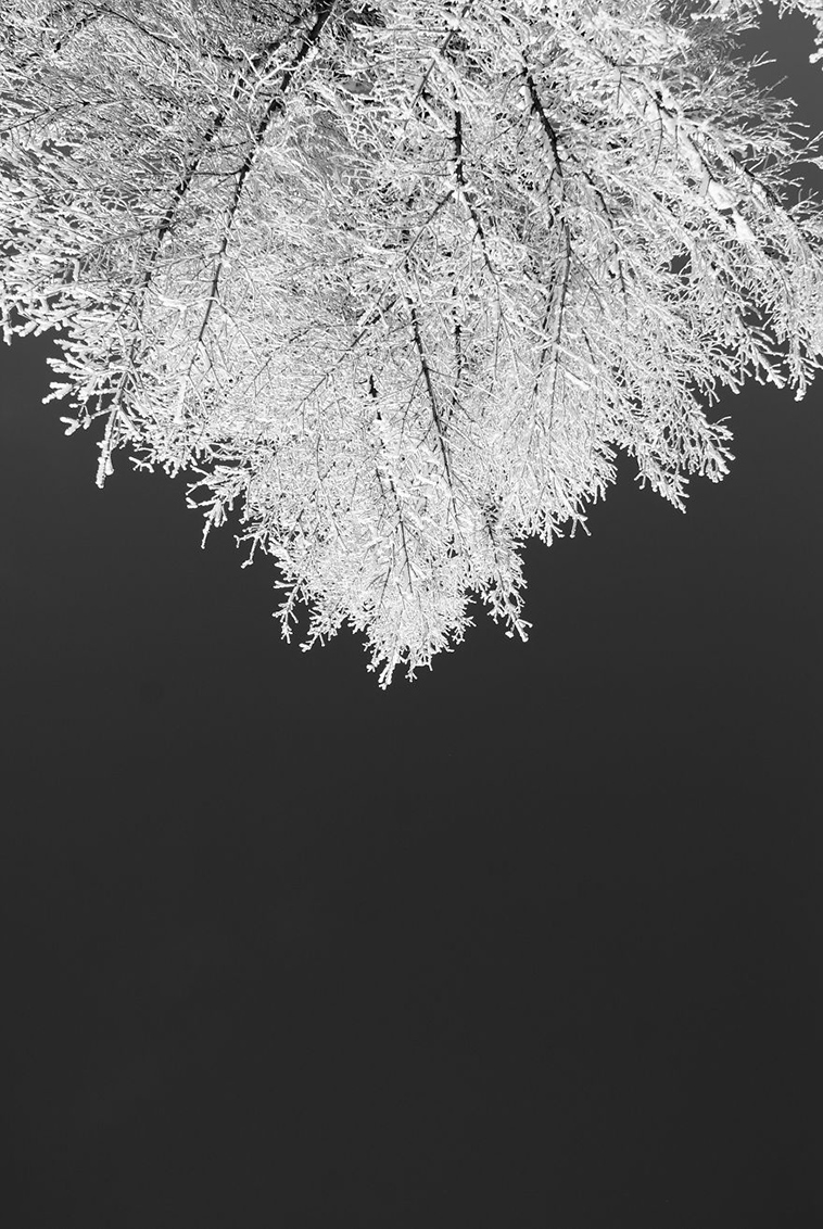 frozen ice art