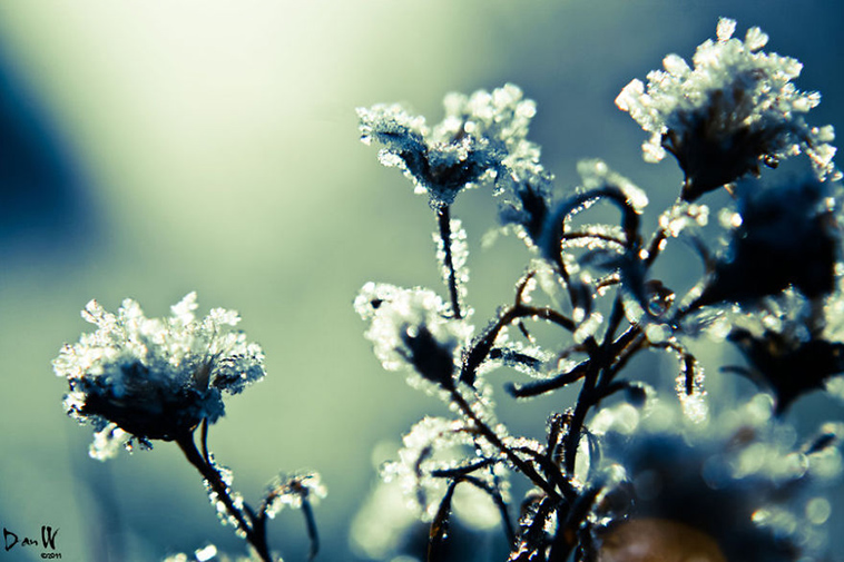 frozen ice art