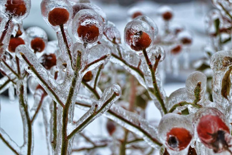 frozen ice art