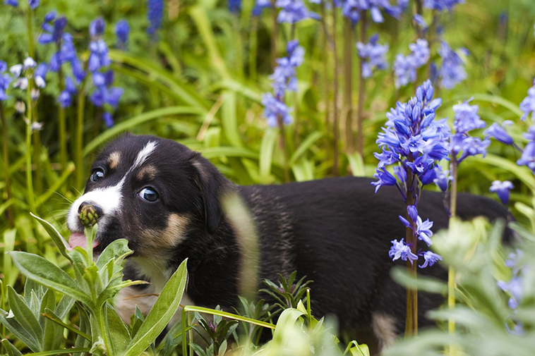 guide to creating dog friendly gardens