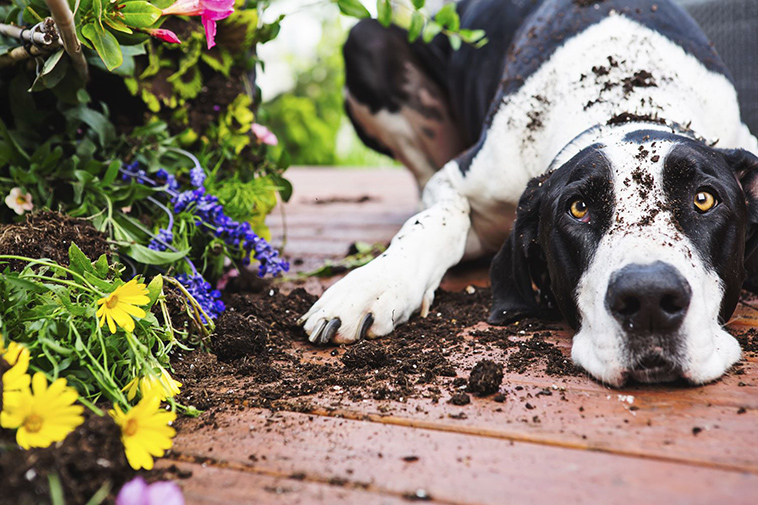 guide to creating dog friendly gardens