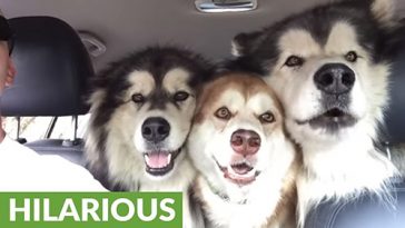 malamutes