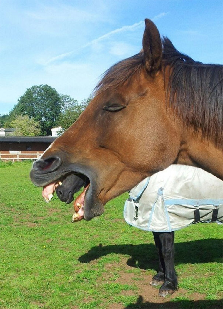 perfectly timed photos right moment