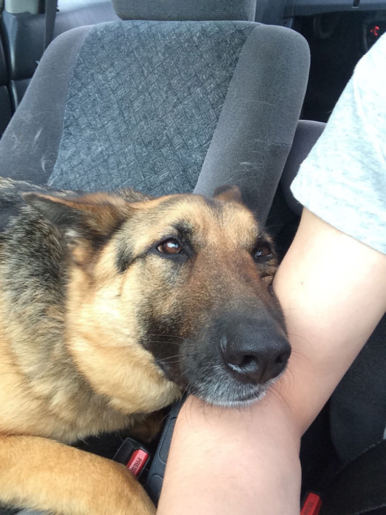 pets stealing partners