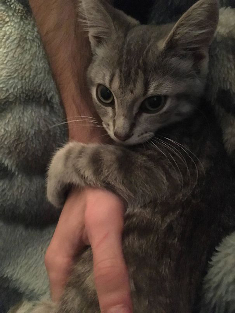 pets stealing partners