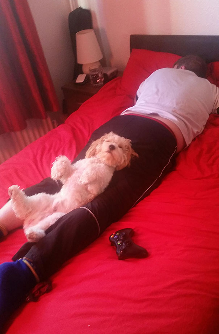 pets stealing partners