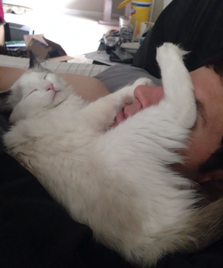 pets stealing partners