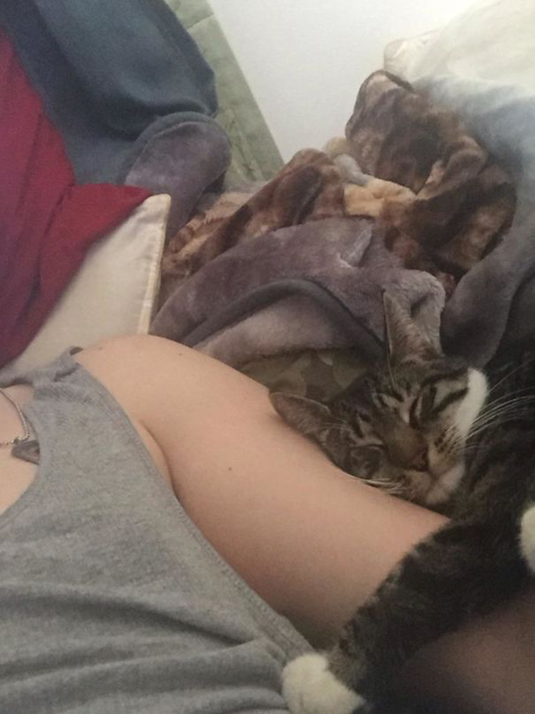 pets stealing partners