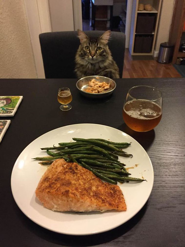 pets stealing partners