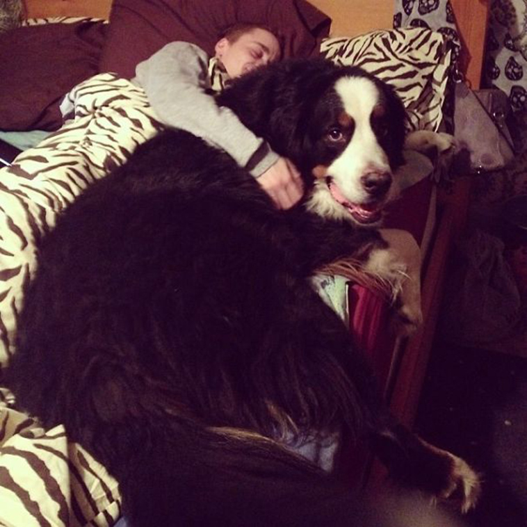 pets stealing partners