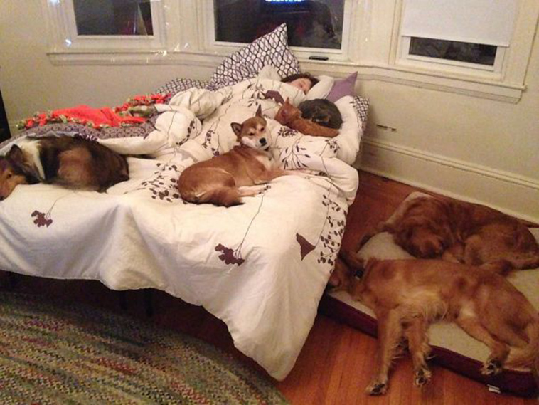 pets stealing partners