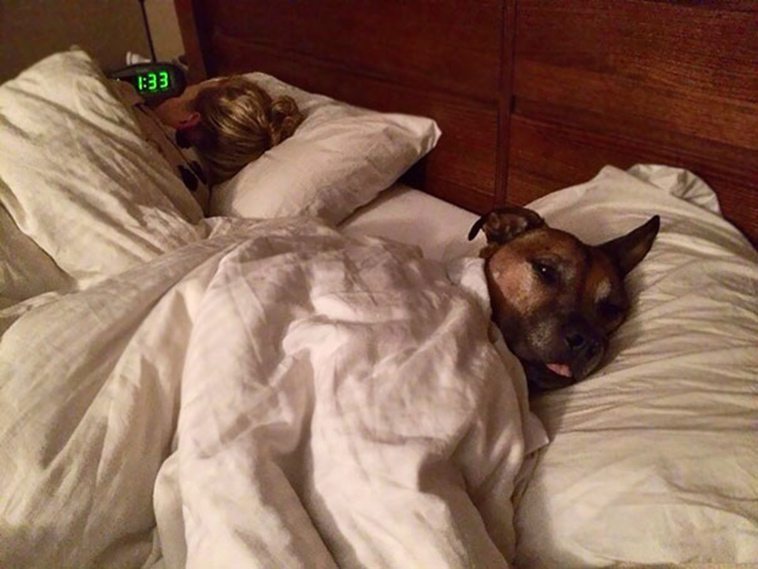 pets stealing partners