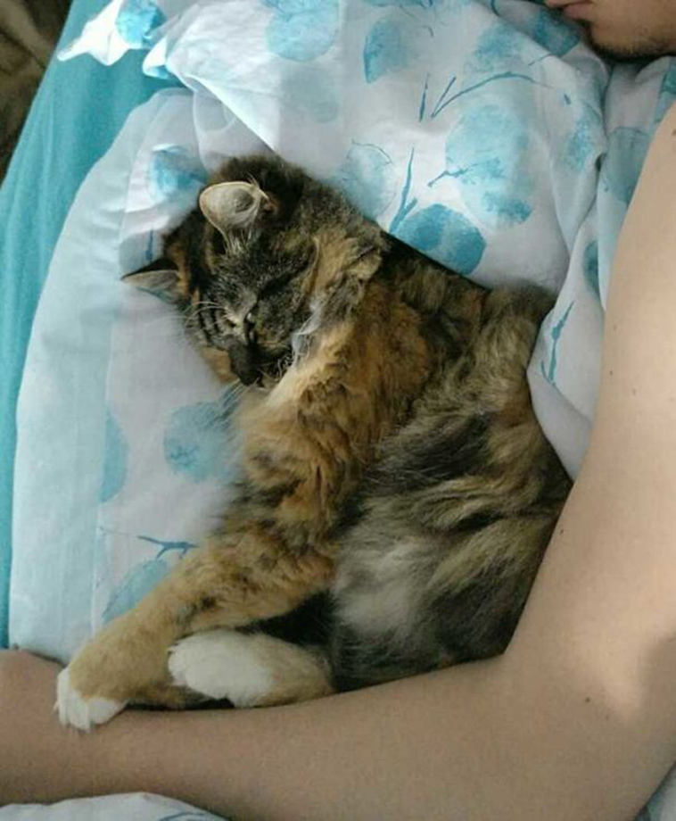 pets stealing partners