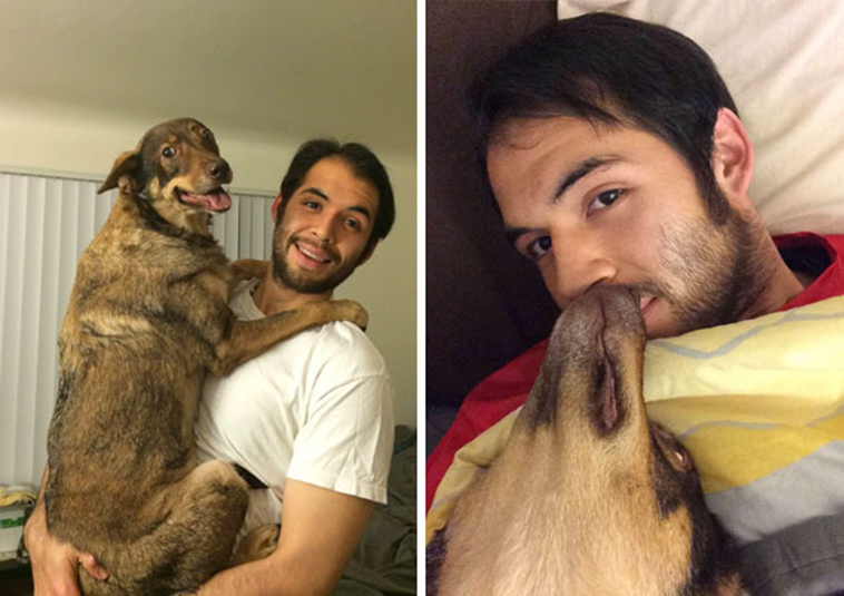 pets stealing partners