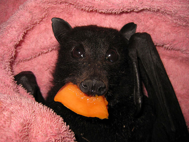 rescued baby bat eat banana