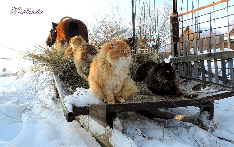 siberian farm cats