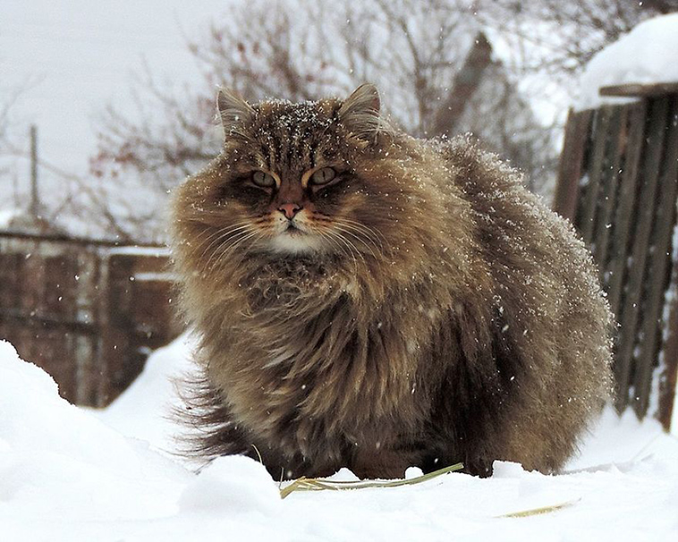 siberian farm cats