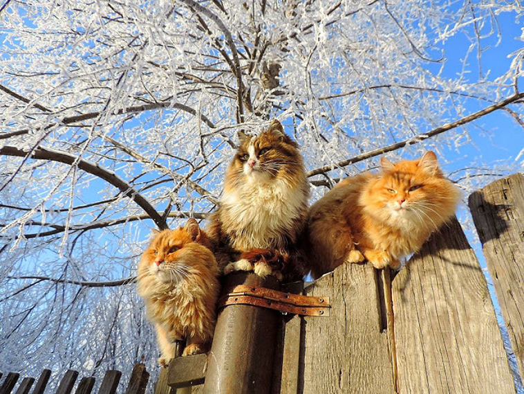 siberian farm cats