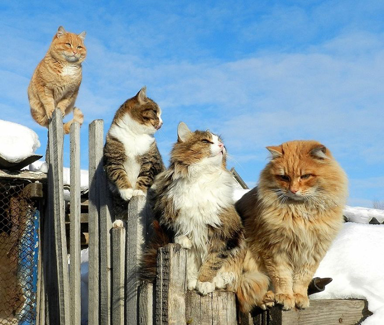 siberian farm cats