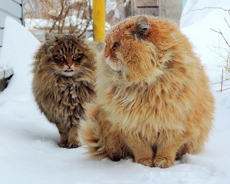 siberian farm cats
