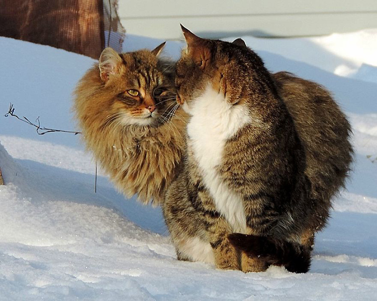 siberian farm cats