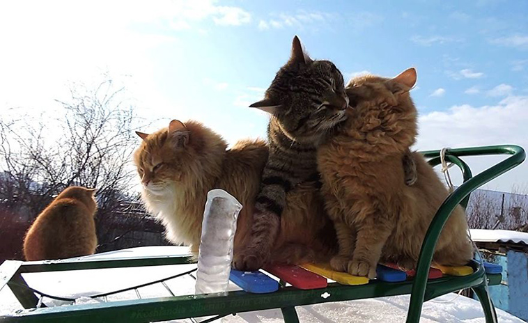 siberian farm cats